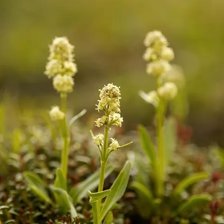 Garni Haus Sonnblick Гостевой дом 3*